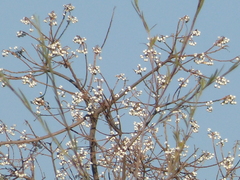 Triadica sebifera