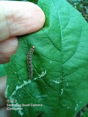 Rhectocraspeda periusalis
