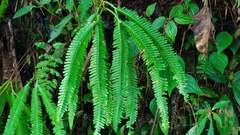 Gleichenella pectinata