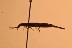 Chelisochidae
