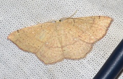 Cyclophora ruficiliaria