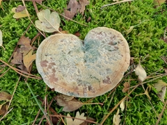 Lactarius sanguifluus