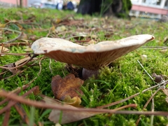 Lactarius sanguifluus