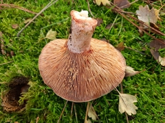 Lactarius sanguifluus