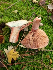 Lactarius sanguifluus
