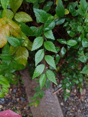 Ulmus pumila
