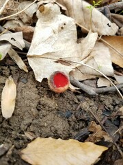 Sarcoscypha austriaca