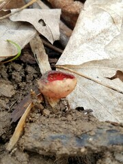 Sarcoscypha austriaca