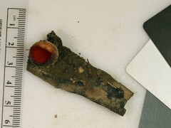 Sarcoscypha austriaca