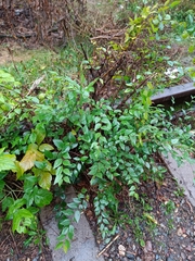 Ulmus pumila