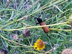 Tragidion coquus