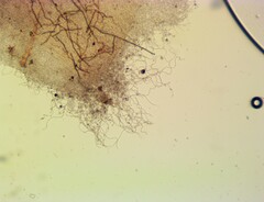 Sarcoscypha austriaca