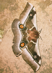 Bunaea alcinoe