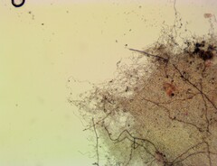 Sarcoscypha austriaca