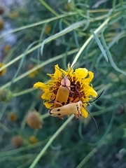 Chauliognathus discus
