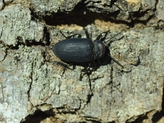 Cymatothes unicolor