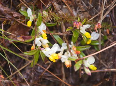 Polygaloides chamaebuxus