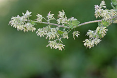Thalictrum fendleri fendleri