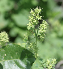 Thalictrum fendleri fendleri