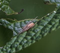 Larinia directa
