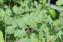 Thalictrum fendleri fendleri