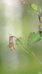 Thalictrum fendleri fendleri