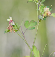 Thalictrum fendleri fendleri