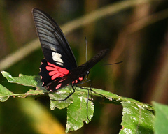 Parides neophilus
