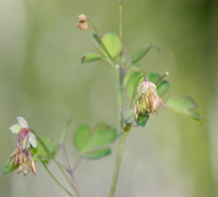 Thalictrum fendleri fendleri
