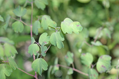 Thalictrum fendleri fendleri