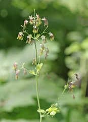 Thalictrum fendleri fendleri