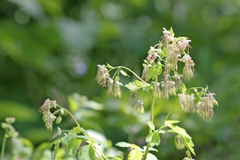 Thalictrum fendleri fendleri
