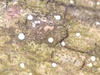 Xyleborus Lichens - Photo (c) Tomás Curtis, some rights reserved (CC BY-NC), uploaded by Tomás Curtis