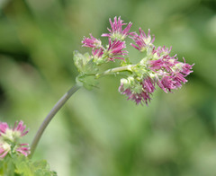 Thalictrum fendleri fendleri