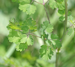 Thalictrum fendleri fendleri