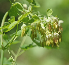 Thalictrum fendleri fendleri