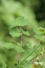 Thalictrum fendleri fendleri