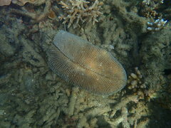 Ctenactis echinata