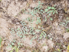 Tephrosia lindheimeri