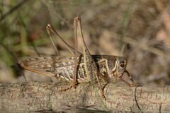 Decticus albifrons