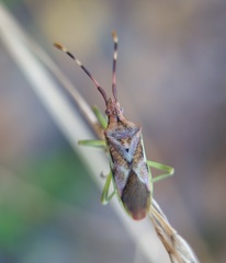 Gonocerus juniperi