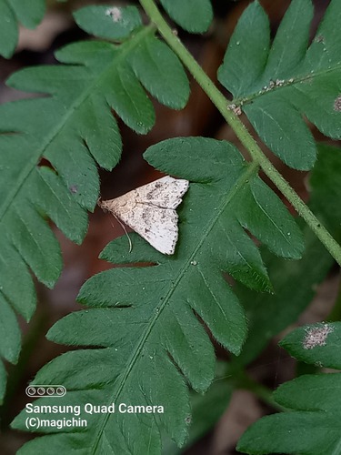 Bleptina acastusalis