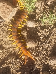 Scolopendra morsitans