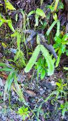 Gleichenella pectinata