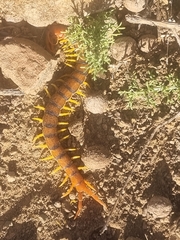 Scolopendra morsitans