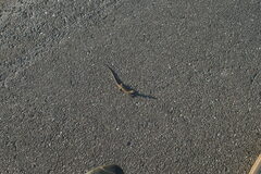 Lacerta agilis exigua