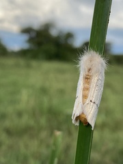 Phiala