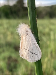 Phiala