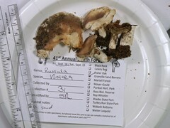 Russula vinacea
