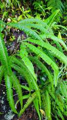 Gleichenella pectinata